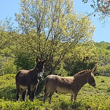 Charmant Mas Provencal Avec Piscine Proche Forcalquier *